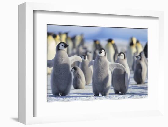 Emperor Penguins with Wings Outstretched-DLILLC-Framed Photographic Print