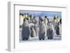 Emperor Penguins with Wings Outstretched-DLILLC-Framed Photographic Print