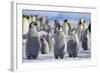 Emperor Penguins with Wings Outstretched-DLILLC-Framed Photographic Print