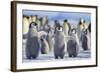 Emperor Penguins with Wings Outstretched-DLILLC-Framed Photographic Print