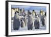 Emperor Penguins with Wings Outstretched-DLILLC-Framed Photographic Print