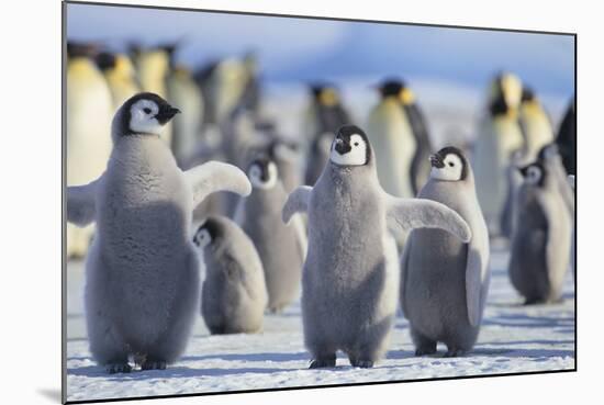 Emperor Penguins with Wings Outstretched-DLILLC-Mounted Photographic Print
