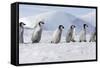 Emperor Penguins, Young Ones Walking in a Line-null-Framed Stretched Canvas