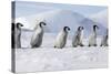 Emperor Penguins, Young Ones Walking in a Line-null-Stretched Canvas