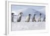 Emperor Penguins, Young Ones Walking in a Line-null-Framed Photographic Print