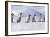 Emperor Penguins, Young Ones Walking in a Line-null-Framed Photographic Print