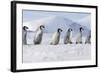 Emperor Penguins, Young Ones Walking in a Line-null-Framed Photographic Print