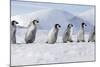 Emperor Penguins, Young Ones Walking in a Line-null-Mounted Photographic Print