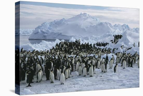 Emperor Penguins-Doug Allan-Stretched Canvas