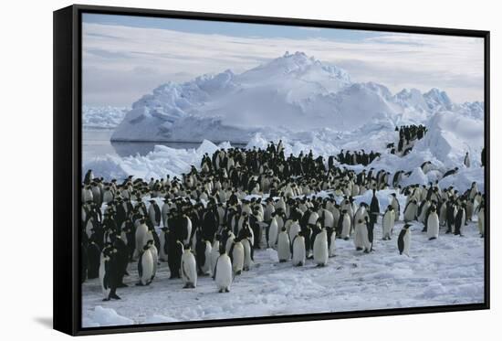 Emperor Penguins-Doug Allan-Framed Stretched Canvas