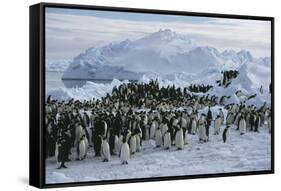 Emperor Penguins-Doug Allan-Framed Stretched Canvas