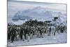 Emperor Penguins-Doug Allan-Mounted Premium Photographic Print