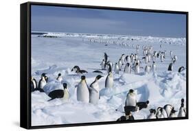 Emperor Penguins-Doug Allan-Framed Stretched Canvas