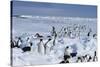 Emperor Penguins-Doug Allan-Stretched Canvas