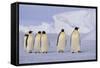 Emperor Penguins-DLILLC-Framed Stretched Canvas