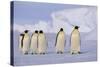Emperor Penguins-DLILLC-Stretched Canvas