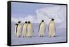 Emperor Penguins-DLILLC-Framed Stretched Canvas