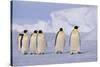 Emperor Penguins-DLILLC-Stretched Canvas