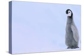 Emperor Penguins-DLILLC-Stretched Canvas