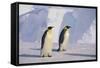 Emperor Penguins-DLILLC-Framed Stretched Canvas