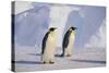 Emperor Penguins-DLILLC-Stretched Canvas