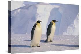 Emperor Penguins-DLILLC-Stretched Canvas