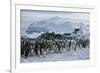 Emperor Penguins-Doug Allan-Framed Photographic Print