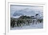 Emperor Penguins-Doug Allan-Framed Photographic Print