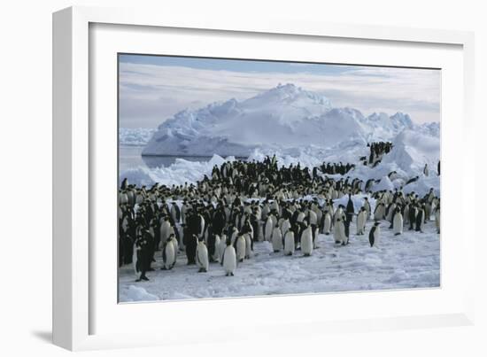 Emperor Penguins-Doug Allan-Framed Photographic Print