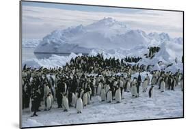 Emperor Penguins-Doug Allan-Mounted Photographic Print