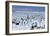 Emperor Penguins-Doug Allan-Framed Photographic Print