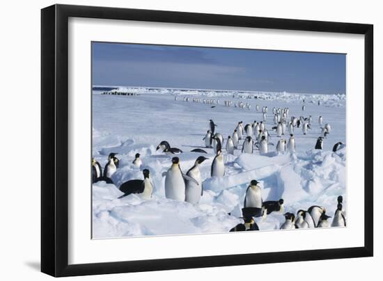 Emperor Penguins-Doug Allan-Framed Photographic Print