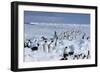 Emperor Penguins-Doug Allan-Framed Photographic Print