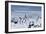 Emperor Penguins-Doug Allan-Framed Photographic Print