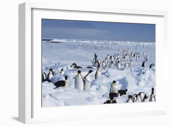 Emperor Penguins-Doug Allan-Framed Photographic Print