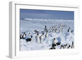 Emperor Penguins-Doug Allan-Framed Photographic Print