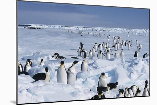 Emperor Penguins-Doug Allan-Mounted Photographic Print