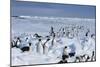 Emperor Penguins-Doug Allan-Mounted Photographic Print