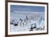 Emperor Penguins-Doug Allan-Framed Photographic Print