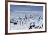 Emperor Penguins-Doug Allan-Framed Photographic Print