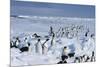 Emperor Penguins-Doug Allan-Mounted Photographic Print