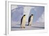 Emperor Penguins-DLILLC-Framed Photographic Print