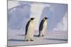 Emperor Penguins-DLILLC-Mounted Photographic Print