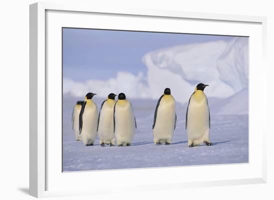 Emperor Penguins-DLILLC-Framed Photographic Print