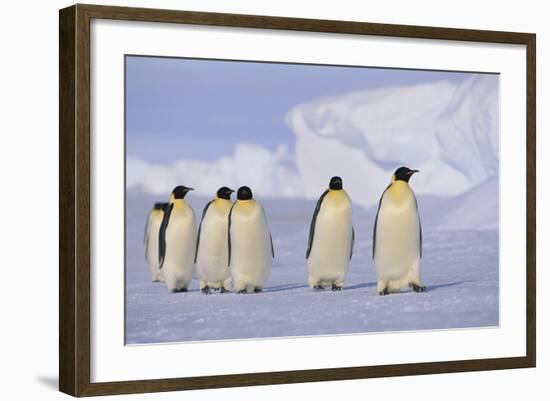 Emperor Penguins-DLILLC-Framed Photographic Print