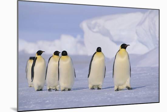 Emperor Penguins-DLILLC-Mounted Photographic Print