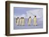 Emperor Penguins-DLILLC-Framed Photographic Print