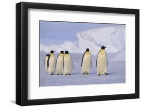 Emperor Penguins-DLILLC-Framed Photographic Print