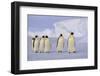 Emperor Penguins-DLILLC-Framed Photographic Print