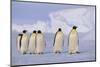 Emperor Penguins-DLILLC-Mounted Photographic Print